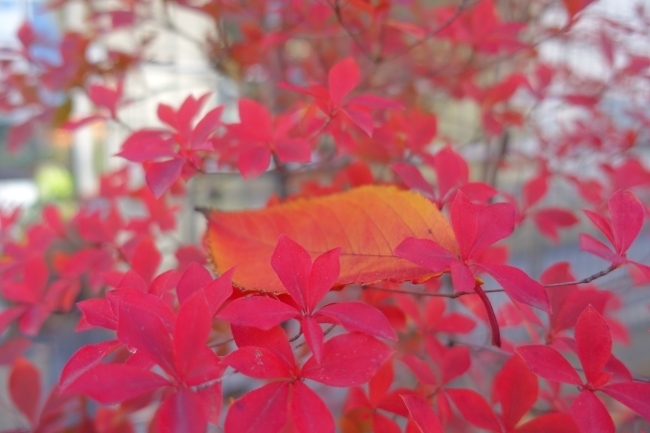 DSC00057.jpg