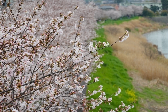 DSC00078.jpg
