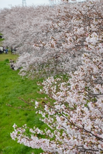 DSC00083.jpg