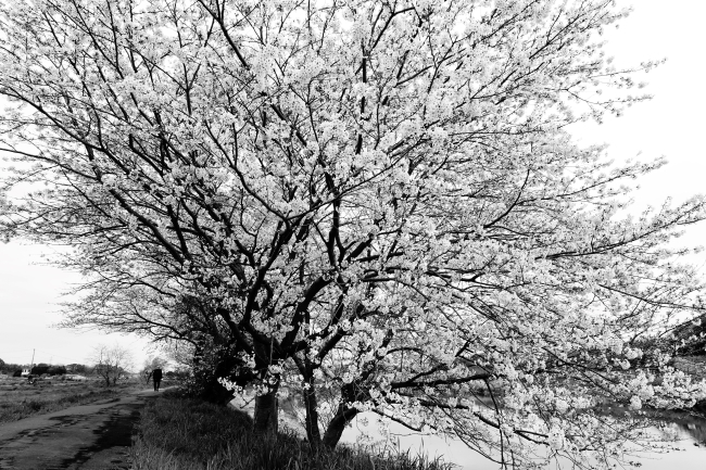 DSC00097.jpg