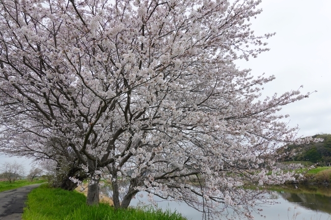 DSC00098.jpg