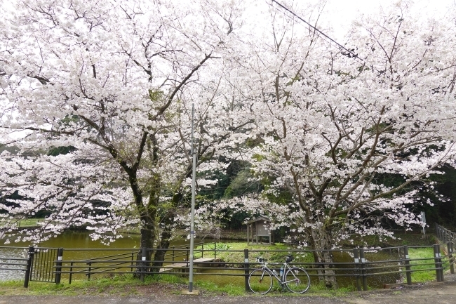 DSC00131.jpg