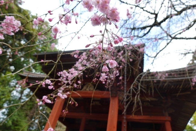 DSC00169.jpg