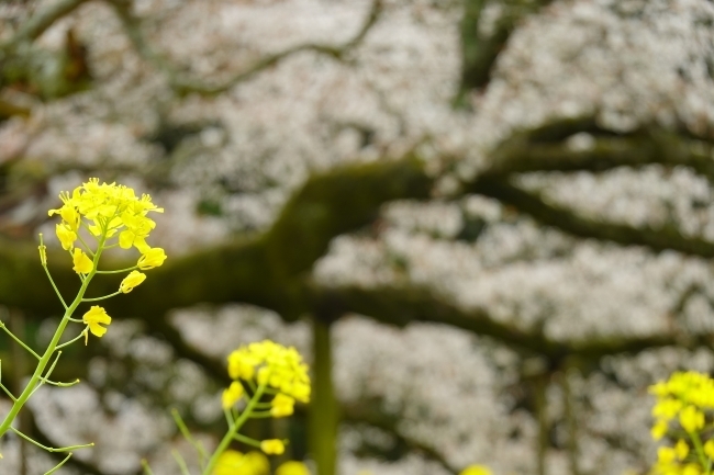 DSC00185.jpg