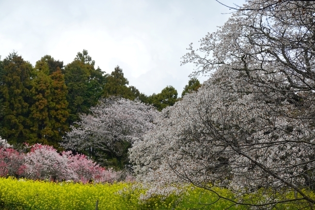 DSC00202.jpg