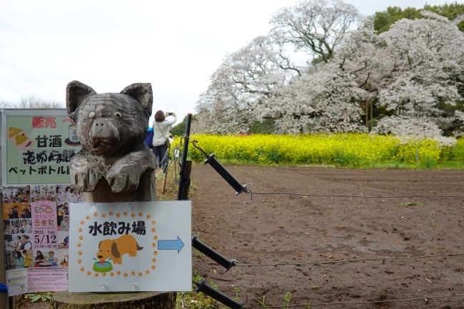 DSC00213.jpg