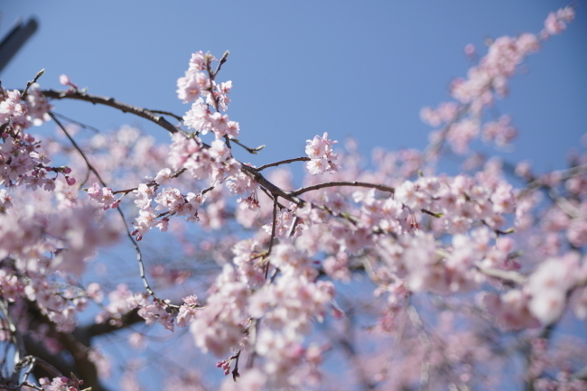 DSC00457+1.JPG