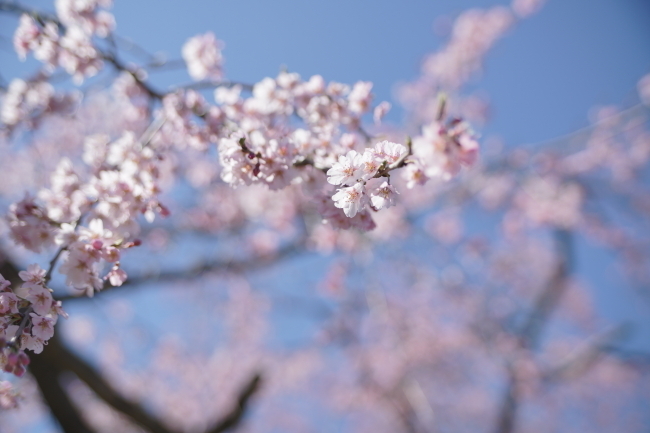 DSC00459+1.JPG