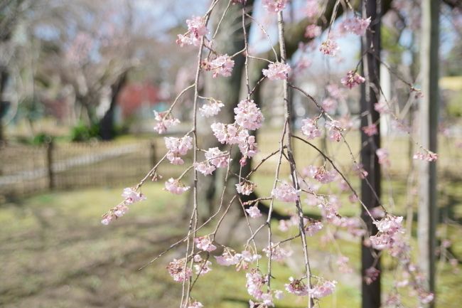 DSC00461+1.JPG