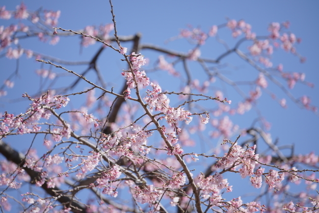 DSC00475+1.JPG
