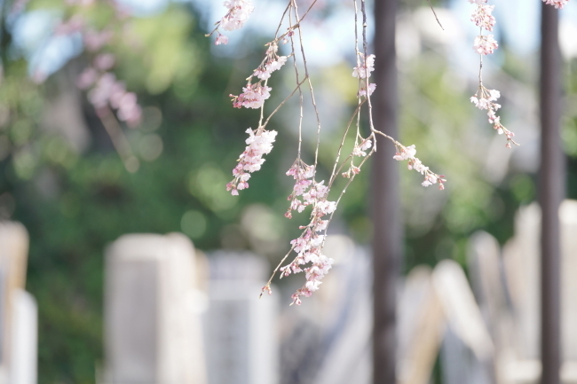 DSC00479+1.JPG