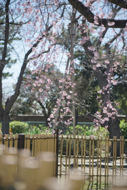 DSC00524+1.JPG