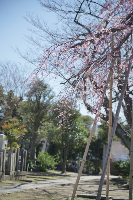 DSC00527+1.JPG