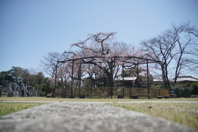 DSC00534+1.JPG