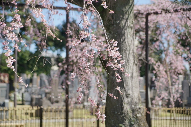DSC00545+1.JPG