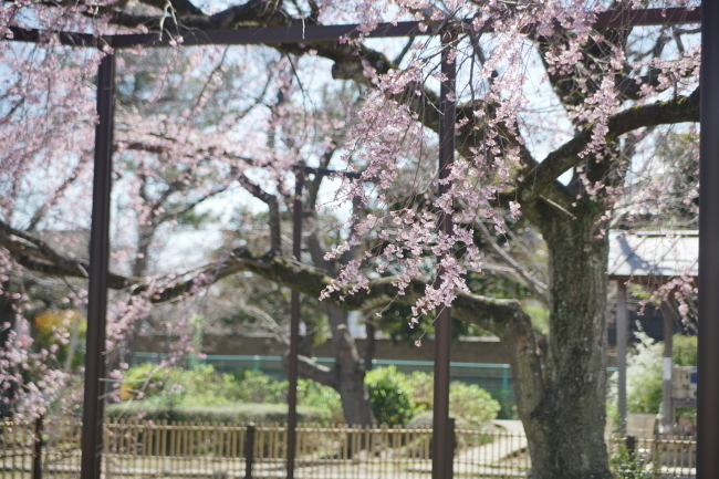 DSC00562+1.JPG