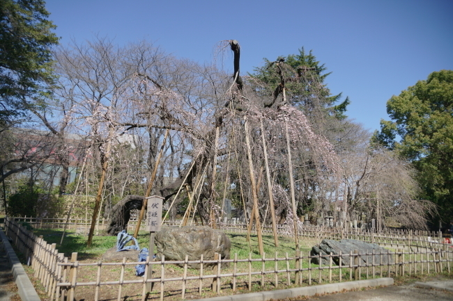 DSC00574+1.JPG