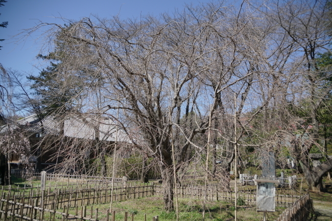 DSC00590+1.JPG