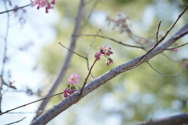DSC00611+1.JPG