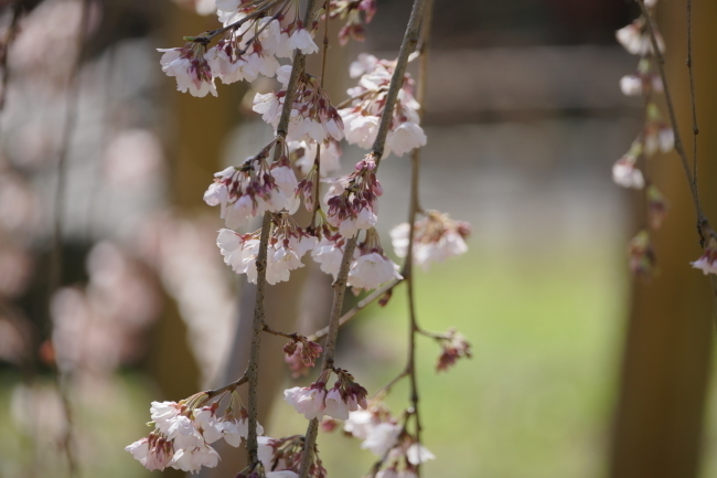 DSC00639+1.JPG