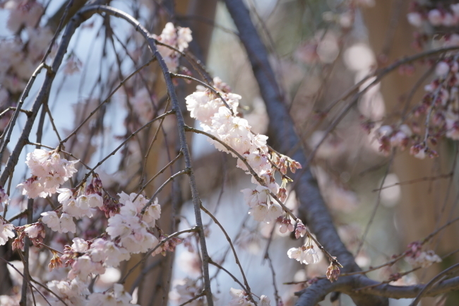 DSC00642+1.JPG
