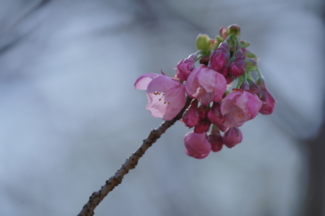 DSC00665+1.JPG