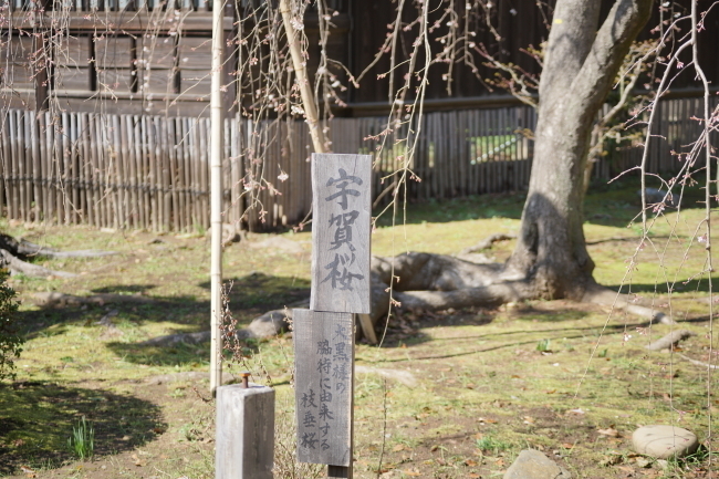 DSC00667+1.JPG