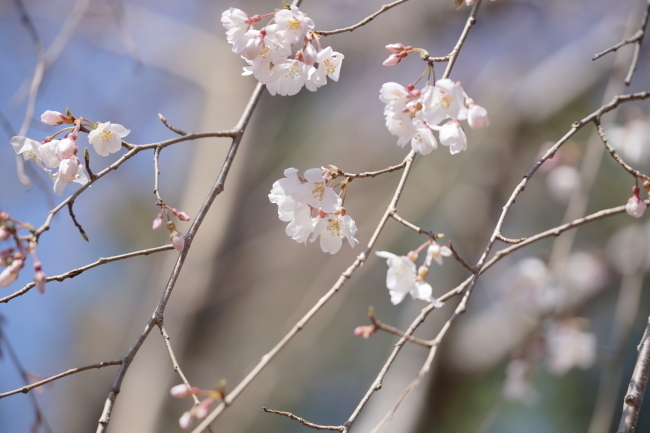 DSC00668+1.JPG
