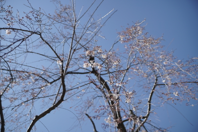DSC00694+1.JPG