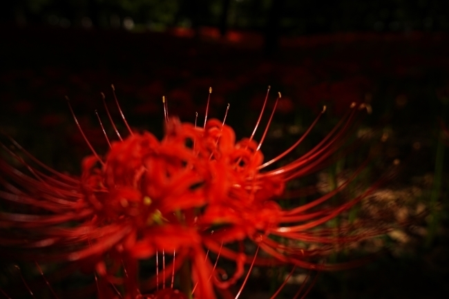DSC00735.JPG