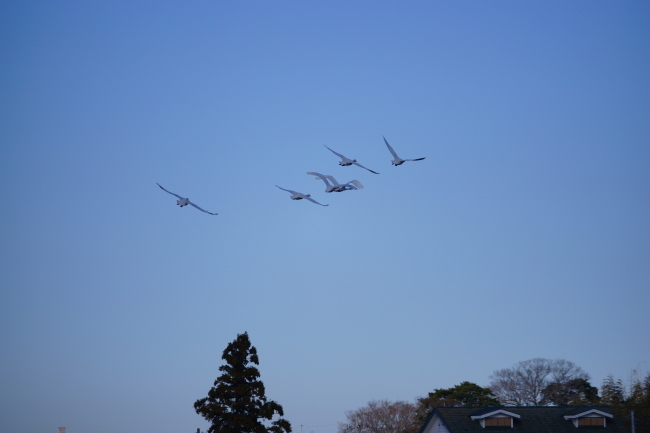 DSC01419-1+.JPG
