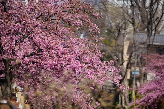 DSC02281.jpg