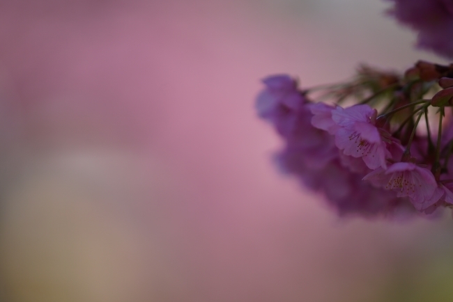 DSC02315.jpg