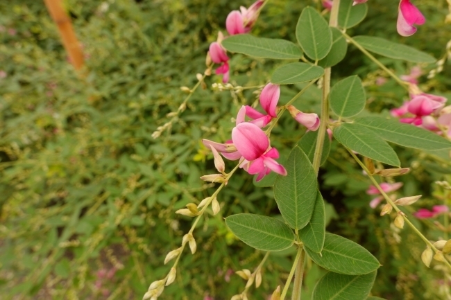 DSC02479.JPG