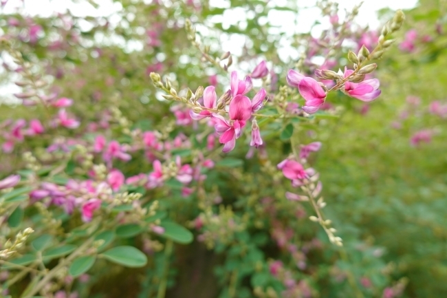 DSC02507.JPG