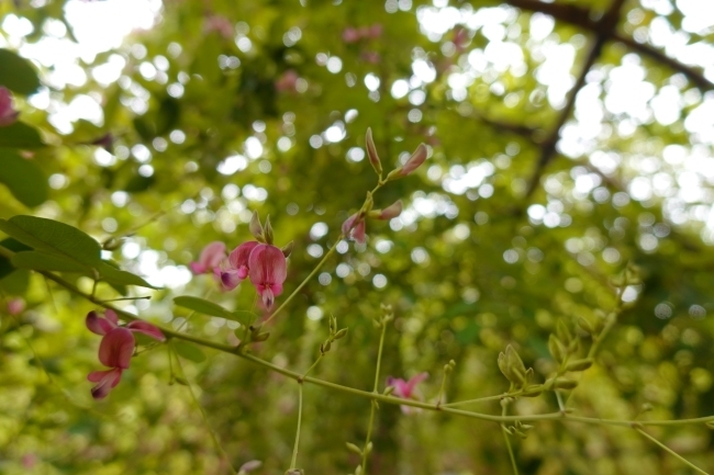 DSC02550.JPG