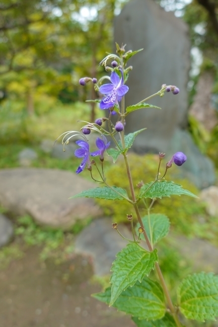 DSC02560.JPG