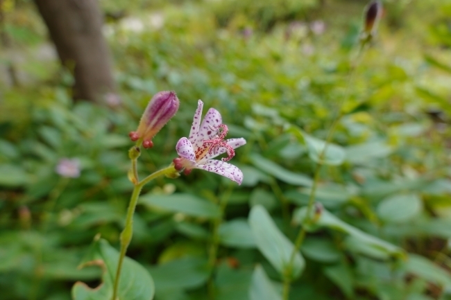 DSC02567.JPG