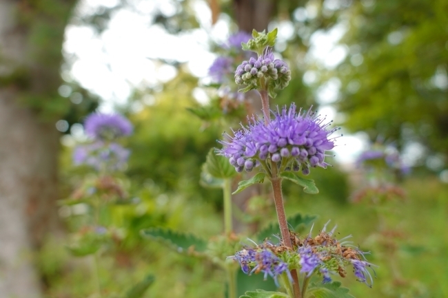 DSC02604.JPG