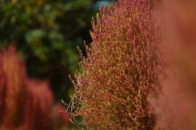 DSC02830.JPG
