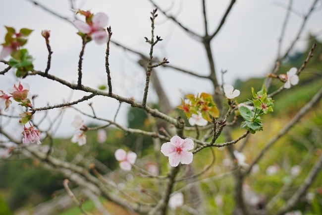 DSC03383.JPG