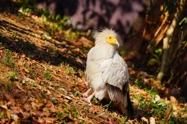 DSC04554+1.JPG