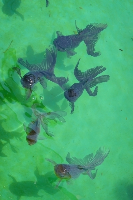 DSC07205.jpg