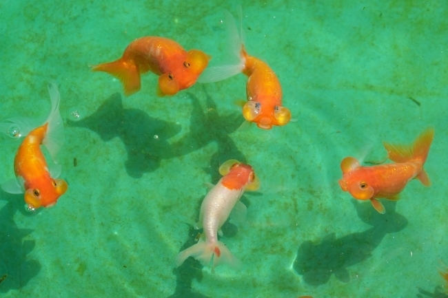 DSC07215.jpg