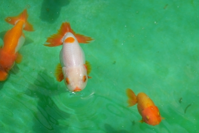 DSC07293.jpg
