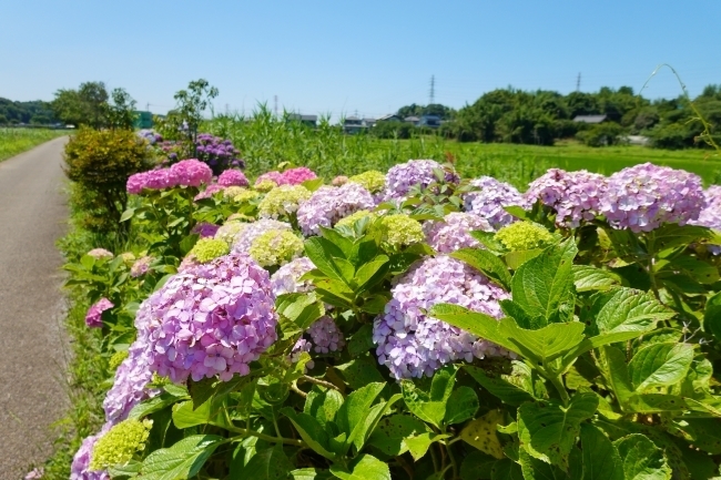 DSC07717.jpg