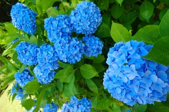 DSC07830.jpg