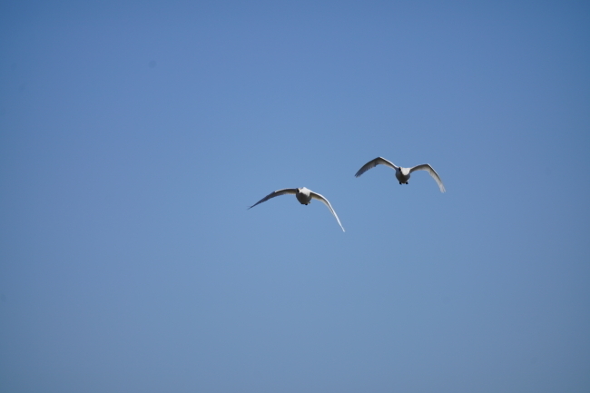 DSC08095-1+.JPG