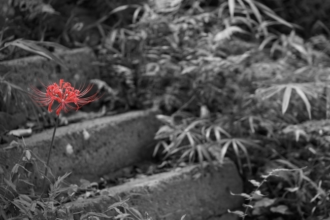 DSC08679.JPG