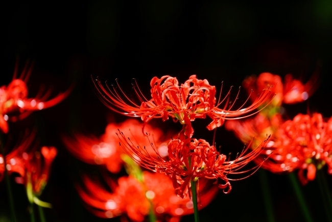 DSC08720.JPG